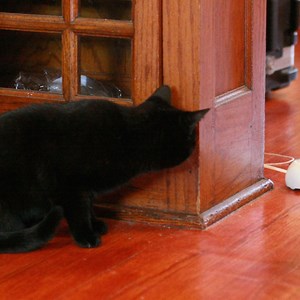 Mousr｜猫の動きを自動感知 ネズミ型ロボティックトイ