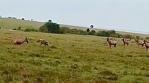 Hyena 4tt4ck adult topi br!ng it d0wn in fr0nt of topi herd watching it video . #Colorado #ontario | The Animals