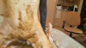 Scat couple fucking - video 2
