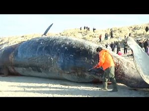 Whale explodes in man's face - February 2014