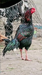 aseel murga black Java #shortsvideo #shortsfeed #subscribemychannel 🐓