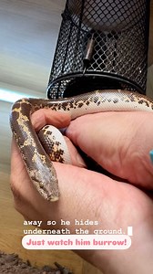 17 reactions | Learn about our fascinating sand boa Frank, with Animal Interactions Supervisor Caroline! #godstonefarm #godstone #farmpark #reptilehouse #snakes #sandboa | Godstone Farm | Facebook