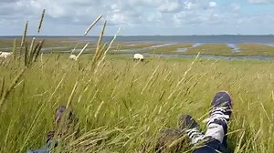 Im Gras liegen, Schäfchen zählen und den Blick über den Nationalpark Wattenmeer schweifen lassen: Wie entspannend Natur sein kann, könnt ihr in unserem Kurzvideo erleben! Wer genau hinschaut, erspäht am Horizont den Westerhever Leuchtturm. Habt einen schönen Feier- bzw. Urlaubsabend :-) Video: Claußen/LKN.SH | Nationalpark Wattenmeer
