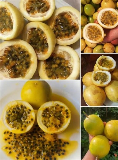 Beaucoup n'aiment pas ça, mais moi j'adore la maracuja🤤 🌱ICI JE TE DIS comment préparer un Cheesecake à la Maracuja : Un dessert frais pour ravir ton palais 😋✔✔ | Femmes Mag