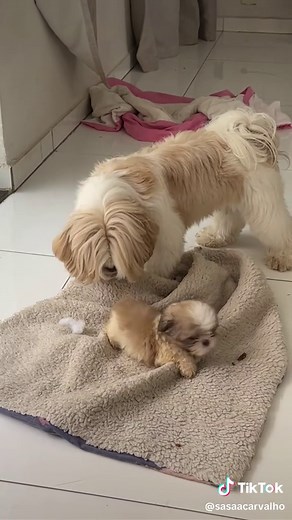 Filhotes de Shih Tzu: Entre Ratos e Brincadeiras