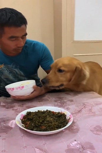 Doudou wants an old man to give food to a cat😂😅 | DOG LOVER