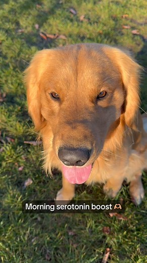 Morning serotonin boost 🫶🏼 #goldenretrieverpuppy #goldenretriever #goldenhour #puregoodness #serotoninboost #serotonin #spreadsmiles #puppy #smile #hudsonstaysgolden | Blu & Benny Golden
