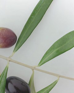 Unsere größte Herausforderung besteht darin, den Verbrauchern die hochwertigsten und nachhaltigsten Produkte anzubieten. Wir tun das umweltfreundlich. #CarliGeschmack #Geschmacksgeschichten #Nachhaltigkeit | Fratelli Carli