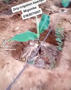 Kilimo Biashara on Reels