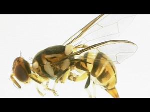 Tiny Asian pest puts squeeze on Florida fruit growers