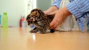 Baby Asian Leopard Cat (Felis Bengalensis) in Indonesia