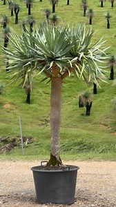 Dragon Trees For Sale 🌳 | Heritage Acres