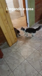 Después de un día largo de trabajo.. me recibieron mi amores 😍😍 | La ratita está re loca