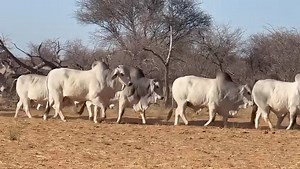 THE BRAHMAN BREED OF CATTLE: ITS ORIGINS AND EVOLUTION. The Brahman cattle breed originated in India, specifically in the Indus Valley region, over 3,000 years ago. They were developed from the hump-backed Indian cattle (Bos indicus) and were initially known as "Zebu" or "Nagori". History: Brahman cattle were first introduced to the United States in the 19th century and were later developed into a distinct breed through selective breeding. The American Brahman Breeders Association (ABBA) was est