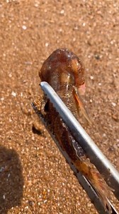12 reactions | Fishing Alaska King Crab On Sea Ice Quickest Fish Catching On The Ocean | Internet-Shoping | Facebook