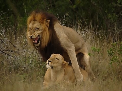 Lions Mating in full view