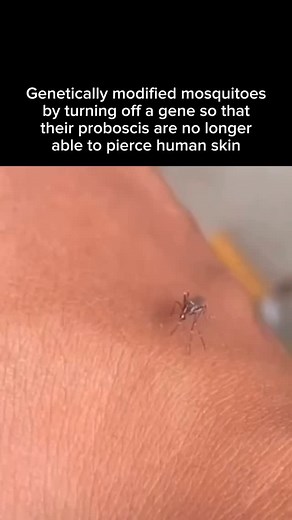 Ashish Singh on Instagram: "Using the CRISPR technique to genetically modify mosquitoes by disabling a gene in females, so that their proboscis turns male, making them unable to pierce human skin. #genes #genetic #bioinformatics #biotechnology #biology #dna #crispr #mosquito"