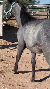 Patience, persistence, and practice—horse training may not always be easy, but the bond it creates is worth every challenge. 🐴💪 #training #horselife #horses #equestrian #equestrianlife #reelsviralシ #reelsfypシ | The Farm on Route 66