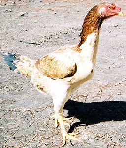 Malay chicken - Alchetron, The Free Social Encyclopedia