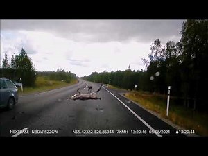 Car and reindeer collision [graphic content]