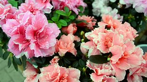 21 reactions | Is your loved one more of a houseplant collector than a rose lover? Pick up a pink-hued plant in a unique container that will put a smile on your loved one's face. | Sheridan Nurseries | Facebook