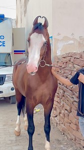 Beautiful Marwadi Horse India, famous breed 🙏🐎❣️ #horse #USAHorseShows #viralreel #marwadihorse #intelligentmare #panjab #viral #naturelovers #horses | azrudden_07