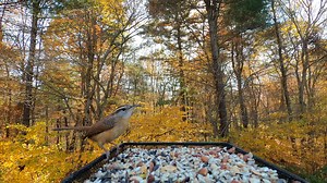 17K views · 1.3K reactions | Carolina Wren | Critter Cam | Facebook