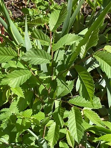 American Elm Tree - Large - Etsy