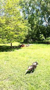 8.2K views · 128 reactions | Lori, Amy and Amber in our deer yard with information on our captive deer and what to do if you find a fawn in the wild! | Bay Beach Wildlife Sanctuary | Facebook