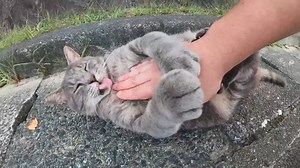 Fat gray cat lickss my hand when I touch | Street Cat
