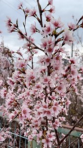 39K views · 2.6K reactions | Cherry Blossom  || Kyoto || Japan  || ❣️❣️❣️. #japan #osaka #sakura #cherryblossom #naturelovers #nature #tourism #fbreelsfypシ゚#viralvideo | Japan Diary日本 | Facebook