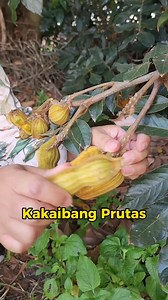 Inga edulis / Ice Cream Bean #simplengbuhaysaqldaustralia #KaHalaman #plantitalyninoz #exoticfruit #fruitlover #fruittrees #gardeningismytherapy #fruits #icecreambean #tropicalfruits #plantsmakepeoplehappy #plants | Plantita Lyn in Oz