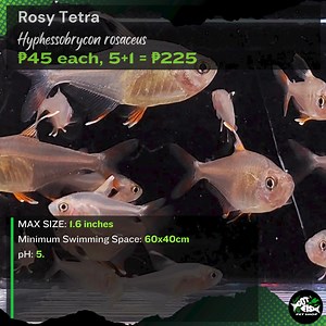 ROSY TETRA | Got Fish