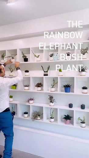 This easy to maintain #succulent plant will look great on your desk, home or office 華 It is named the rainbow elephant bush plant because elephants love to eat them. You can come pick one up SAABOON #595gladstone #ottawa currently for only $18, while available — it includes the ceramic pot. | SAABOON • HANDMADE VEGAN SOAP | Facebook