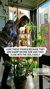 9K views · 135 reactions | This whole plant grew in 15 months out of...