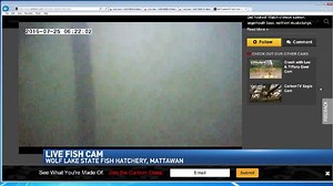 Wolf Lake State Fish Hatchery has live fish webcam