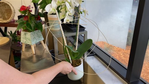 Orchids are hot sellers, even into the holiday season! Through the...