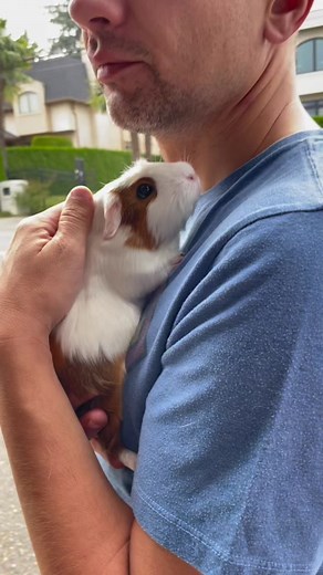 Adorable guinea pig explores the great outdoors