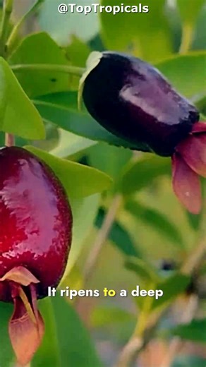  Don't plant cherries until you see this one!  Cherry of the Rio...