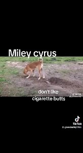 Miley Cyrus said no smoking at the rescue!❌️🚭❌️ She found a cigarette butt and was pushing it away with her nose! 🚬 🚭 Now if Miley could get picked up for a no smoking campaign we could pay some of these big spay and neuter bills. 😅 #nosmoke #nosmokingplease #justsayno | The Lucky Puppy Rescue