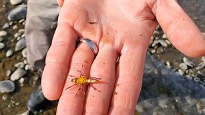 3.6K views · 53 reactions | Trout Snack Tuesday // Tungsten Golden...