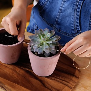 Résultats incroyables avec une simple astuce de jardinage | Brico Sympa