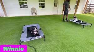 Ms. Winnie had an exciting morning session with Trainer Ashley! She got to explore the farm and train around some new distractions like the horses and piggies! Then they returned to the yard and worked alongside her housemate Daisy on some duration place work! Good work, Winnie! . . . . . #winnie #daisy #btk9 #breakthroughk9 #balancedtraining #dog #dogs #dogtraining #dogtrainingvirginia #dogtrainingrichmond #boardandtrain #breakthroughk9training #balanceddogtraining #dogtrainersofinstagram #dogt