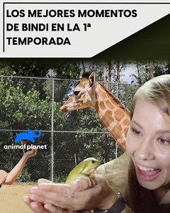 19K views · 388 reactions | Bindi ha estado viviendo con animales de zoológico prácticamente desde su nacimiento. ¡Por eso ella tiene una relación especial con cada una de las mascotas! #LosIrwin #L | Animal Planet Latinoamérica | Facebook
