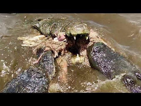 Meatiest, Deathrollin'est Crocodile & Alligator Feeding Frenzy Ever!