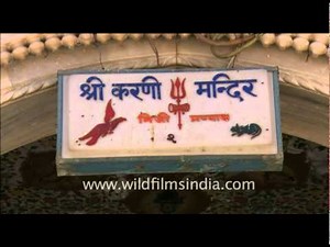 Karni Mata Temple in Rajasthan