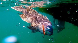 Seabass Squinnow Jig-Biki Jigging Cape Cod