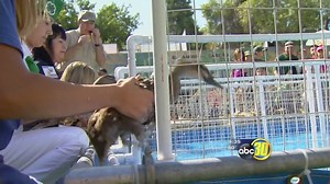 Tulare County Fair sees more visitors