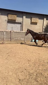 15K views · 278 reactions | 98558 06969 Ye hai Ashav feed ka customer care number ☎️ | Fab Nitinbatra | Facebook