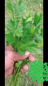 Freshly harvested parsley straight from the garden! #GrowingWithCadi #FreshHarvest #ParsleyLovers #HomegrownHerbs #GardeningJoy #OrganicLiving #GardenToTable | Growing With Cadi | Facebook